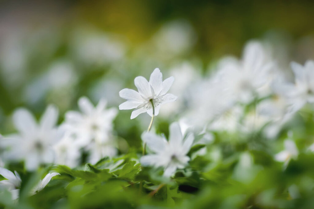 flowers in the garden