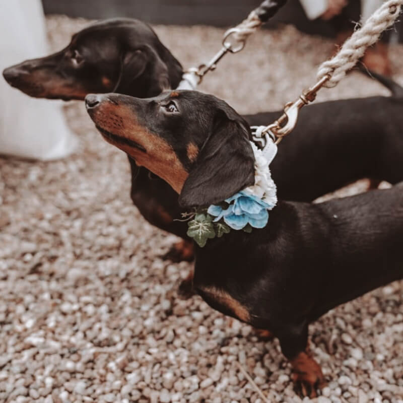dachsunds at wedding