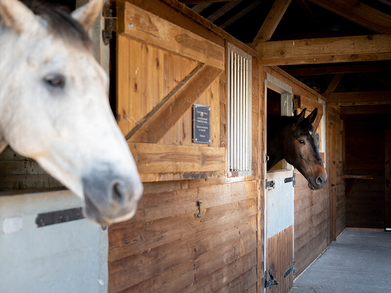the horses in their stables at Manor Hill House
