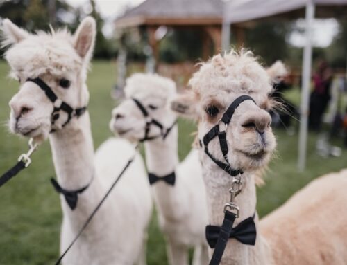Alpacas at Your Wedding: A Unique and Memorable Experience